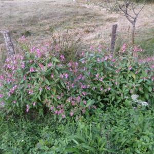 Photographie n°2141167 du taxon Impatiens glandulifera Royle [1833]