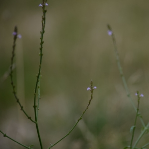 Photographie n°2141170 du taxon Verbena officinalis L. [1753]