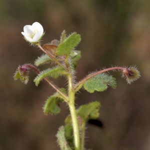 Photographie n°2141245 du taxon Veronica cymbalaria Bodard [1798]