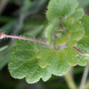 Photographie n°2141252 du taxon Veronica cymbalaria Bodard [1798]