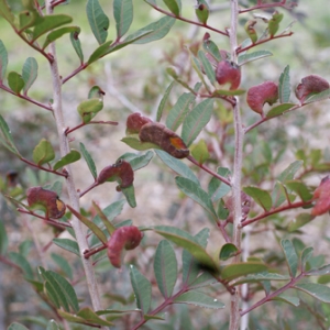 Photographie n°2141271 du taxon Pistacia lentiscus L. [1753]