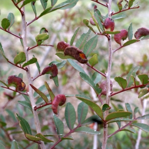 Photographie n°2141272 du taxon Pistacia lentiscus L. [1753]