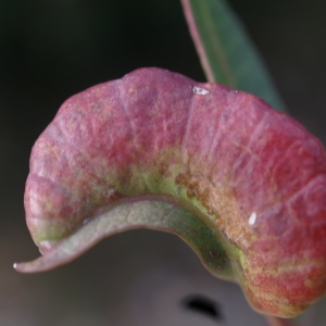 Photographie n°2141275 du taxon Pistacia lentiscus L. [1753]