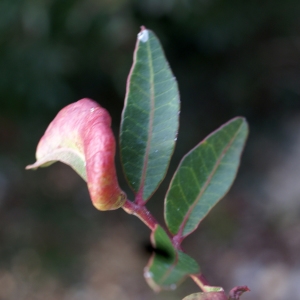 Photographie n°2141277 du taxon Pistacia lentiscus L. [1753]