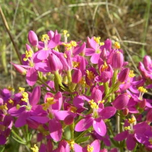 Photographie n°2141297 du taxon Centaurium erythraea Rafn