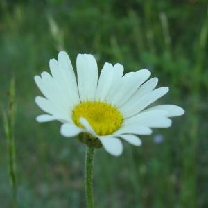 Photographie n°2141334 du taxon Leucanthemum vulgare Lam. [1779]