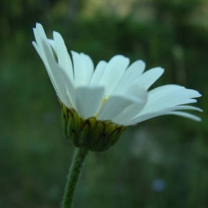 Photographie n°2141335 du taxon Leucanthemum vulgare Lam. [1779]