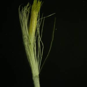 Photographie n°2141345 du taxon Inula montana L. [1753]