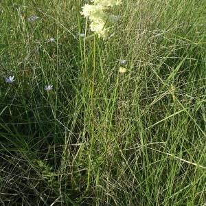 Photographie n°2141364 du taxon Filipendula vulgaris Moench [1794]