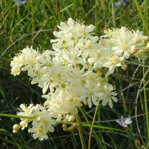 Photographie n°2141366 du taxon Filipendula vulgaris Moench [1794]