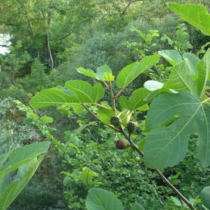 Photographie n°2141379 du taxon Ficus carica L. [1753]