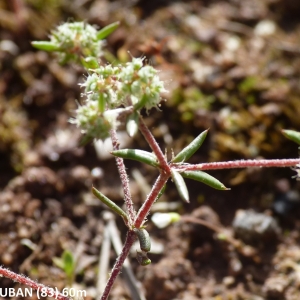 Photographie n°2141383 du taxon Chaetonychia cymosa (L.) Sweet [1839]