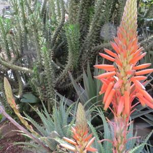 Photographie n°2141399 du taxon Aloe arborescens Mill. [1768]