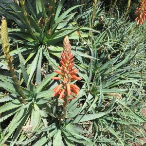 Photographie n°2141400 du taxon Aloe arborescens Mill. [1768]