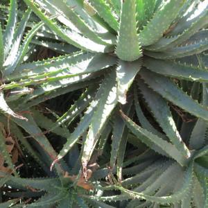 Photographie n°2141401 du taxon Aloe arborescens Mill. [1768]