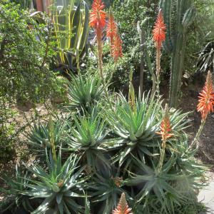 Photographie n°2141402 du taxon Aloe arborescens Mill. [1768]