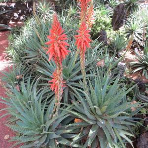 Photographie n°2141403 du taxon Aloe arborescens Mill. [1768]