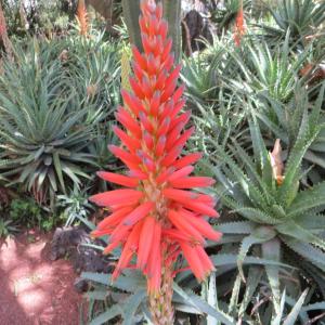 Photographie n°2141404 du taxon Aloe arborescens Mill. [1768]