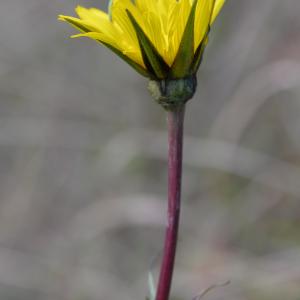 Photographie n°2141410 du taxon Tragopogon pratensis L. [1753]