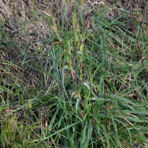 Photographie n°2141411 du taxon Tragopogon pratensis L. [1753]