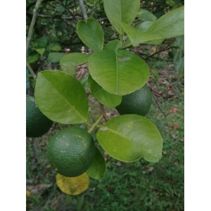 Citrus medica f. limon (L.) Hiroe (Citron)