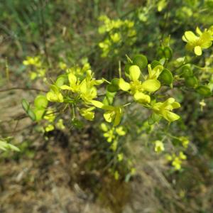 Biscutella laevigata subsp. coronopifolia proles granitica (Boreau ex Pérard) Rouy & Foucaud (Biscutelle du granite)