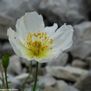 Photographie n°2141446 du taxon Papaver alpinum var. occidentale Markgr. [1958]