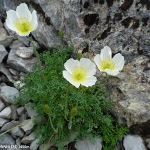 Photographie n°2141448 du taxon Papaver alpinum var. occidentale Markgr. [1958]