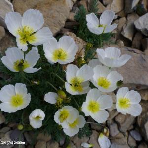  - Papaver alpinum var. occidentale Markgr. [1958]