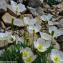  Dominique Duveau - Papaver alpinum var. occidentale Markgr. [1958]