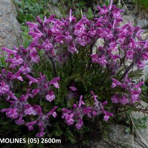 Photographie n°2141457 du taxon Pedicularis rosea subsp. allionii (Rchb.f.) Arcang. [1882]