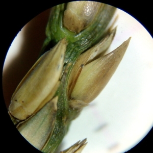 Stenotaphrum dimidiatum (L.) Brongn. (Chiendent de boeuf)