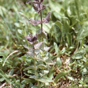Photographie n°2141489 du taxon Bartsia alpina L.