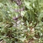  Liliane Roubaudi - Bartsia alpina L.