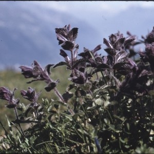 Photographie n°2141490 du taxon Bartsia alpina L.