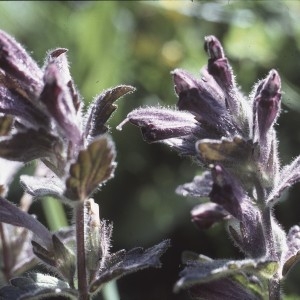 Photographie n°2141491 du taxon Bartsia alpina L.