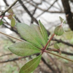 Photographie n°2141506 du taxon Rubia peregrina L. [1753]