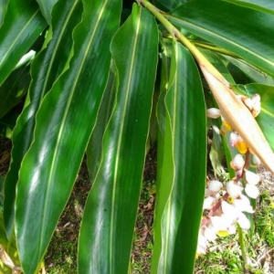 Photographie n°2141513 du taxon Alpinia zerumbet (Pers.) B.L.Burtt & R.M.Sm.