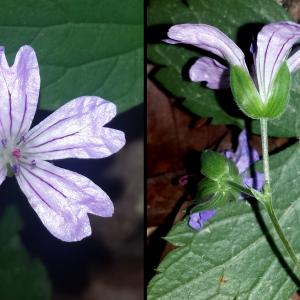 Photographie n°2141519 du taxon Geranium nodosum L.