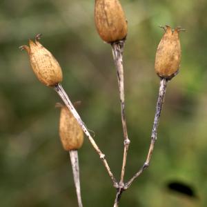 Photographie n°2141528 du taxon Silene italica (L.) Pers. [1805]