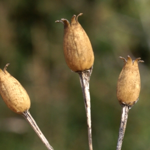 Photographie n°2141529 du taxon Silene italica (L.) Pers. [1805]