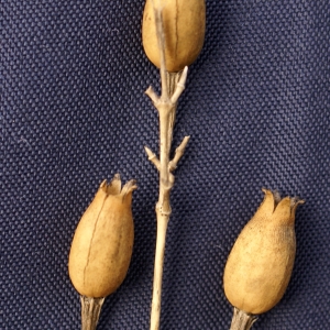 Photographie n°2141530 du taxon Silene italica (L.) Pers. [1805]