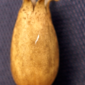 Photographie n°2141534 du taxon Silene italica (L.) Pers. [1805]