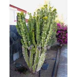 Euphorbia candelabrum Tremaut ex Kotschy