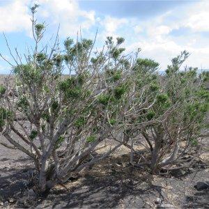 Photographie n°2141679 du taxon Euphorbia aphylla Brouss. [1809]