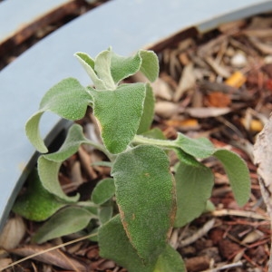  - Phlomis herba-venti subsp. herba-venti