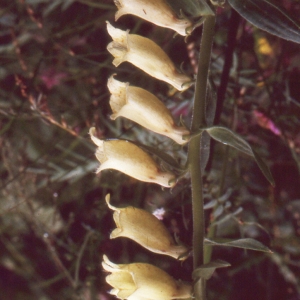 Photographie n°2141724 du taxon Digitalis grandiflora Mill. [1768]