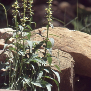 Photographie n°2141735 du taxon Digitalis lutea L. [1753]