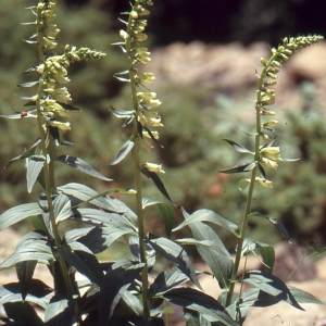 Photographie n°2141736 du taxon Digitalis lutea L. [1753]