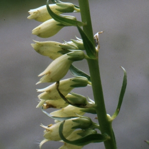 Photographie n°2141737 du taxon Digitalis lutea L. [1753]